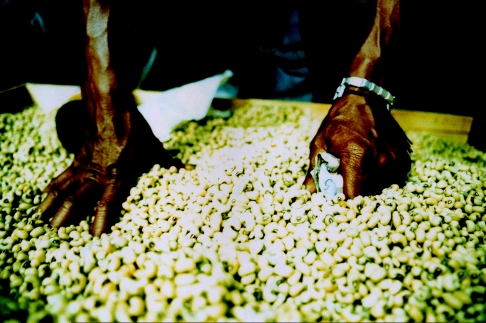 Sao Paulo Beans by Devin De Wulf | Cross-processed slide film print. Sao Paulo Beans