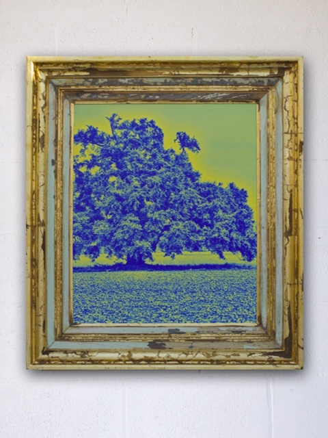 Frogmore Oak by Debbie Willson | Photograph printed on canvas. Framed with upcycled cypress, gold and/or silver leaf. Frogmore Oak