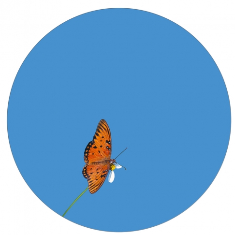 Gulf Fritillary by Muffin Bernstein | Digital photograph, dye-infused aluminum Gulf Fritillary