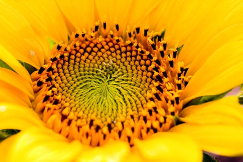 Sunflower by Ashley Merlin | Print is available on plexi, aluminum, canvas or archival lustre. Sunflower