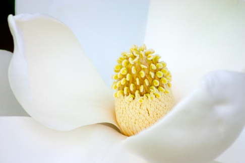 City Park Magnolia by Ashley Merlin | Print is available on plexi, aluminum, canvas or archival lustre. City Park Magnolia