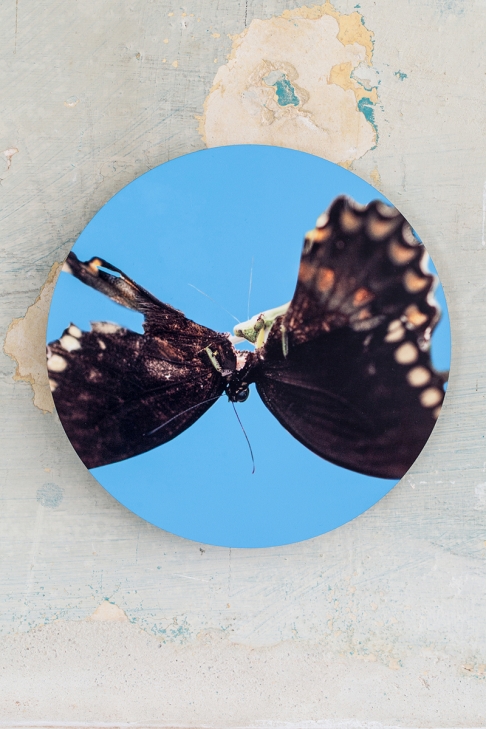 The Diligent Feast: Praying Mantis Medallion by Muffin Bernstein | Digital photographic collage, dye-infused aluminum The Diligent Feast: Praying Mantis Medallion