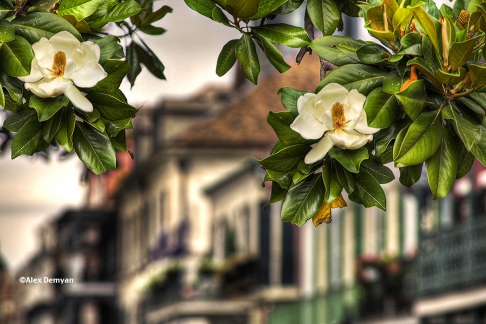French Quarter Magnolias by Alex Demyan | I custom print my images on an Epson 3880 inkjet printer using Red River Ultrapro Satin Fine Art pa French Quarter Magnolias