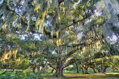 City Park Oak Tree by Alex Demyan | I custom print my images on an Epson 3880 inkjet printer using Red River Ultrapro Satin Fine Art p City Park Oak Tree