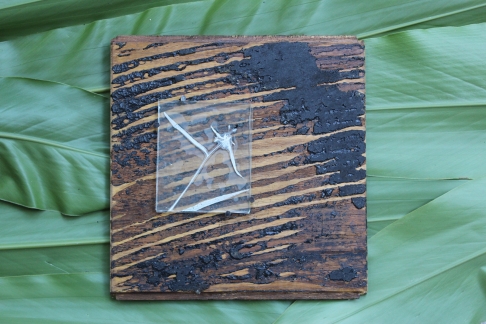 Spiderwort on Reclaimed Floor Tile by Caitlin Waugh | Glass, plant, reclaimed wood, flooring glue, cut tacks
Spiderwort on Reclaimed Floor Tile
